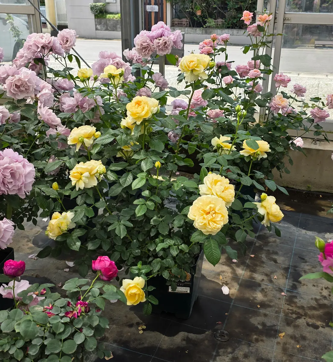 バラの家で5品種買いました～🌹🥰｜園芸日記byHitomi0330｜みんなの