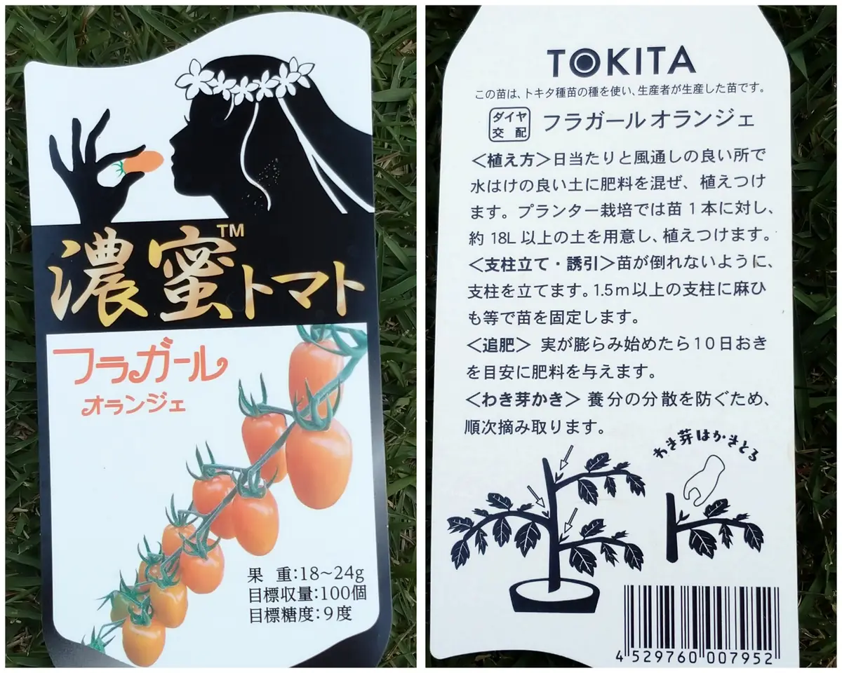 🥬ミニトマト【フラガール・オランジェ】〔写真2枚目〕-mtakaさんの
