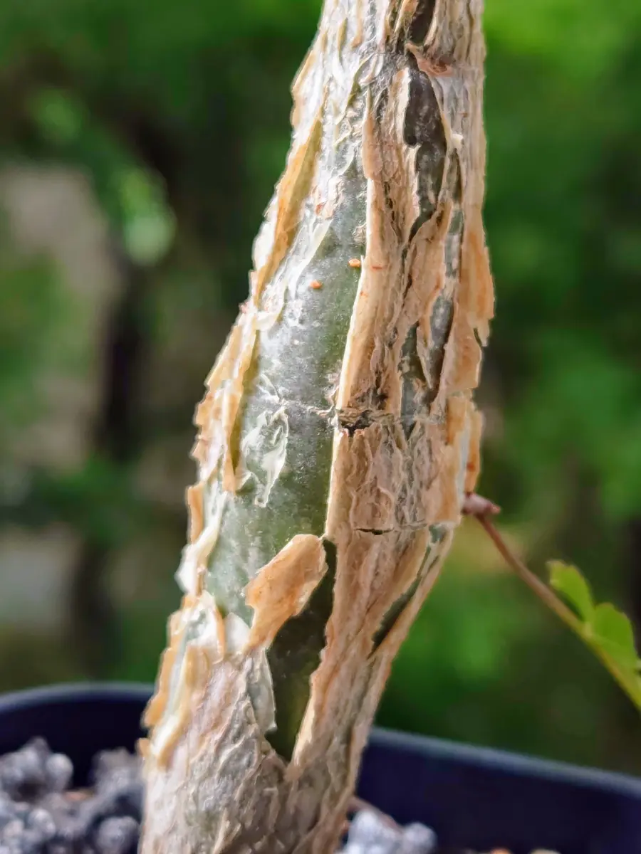 バッキバキになってきた実生のブルセラ・ファガロイデスさん。｜園芸