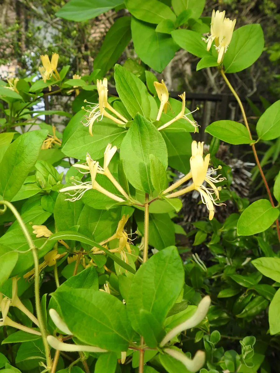 青空に咲く花｜園芸日記byほんわか猫｜みんなの趣味の園芸｜501082