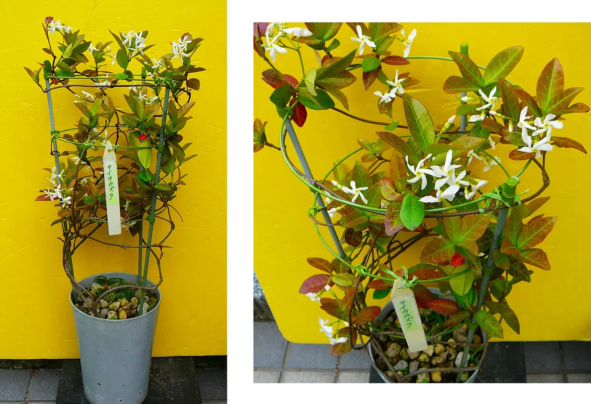 アンティーク植物標本　古材フレーム　テイカカズラ テイカカズラ（12）： 野生種｜園芸日記by団塊おやじ