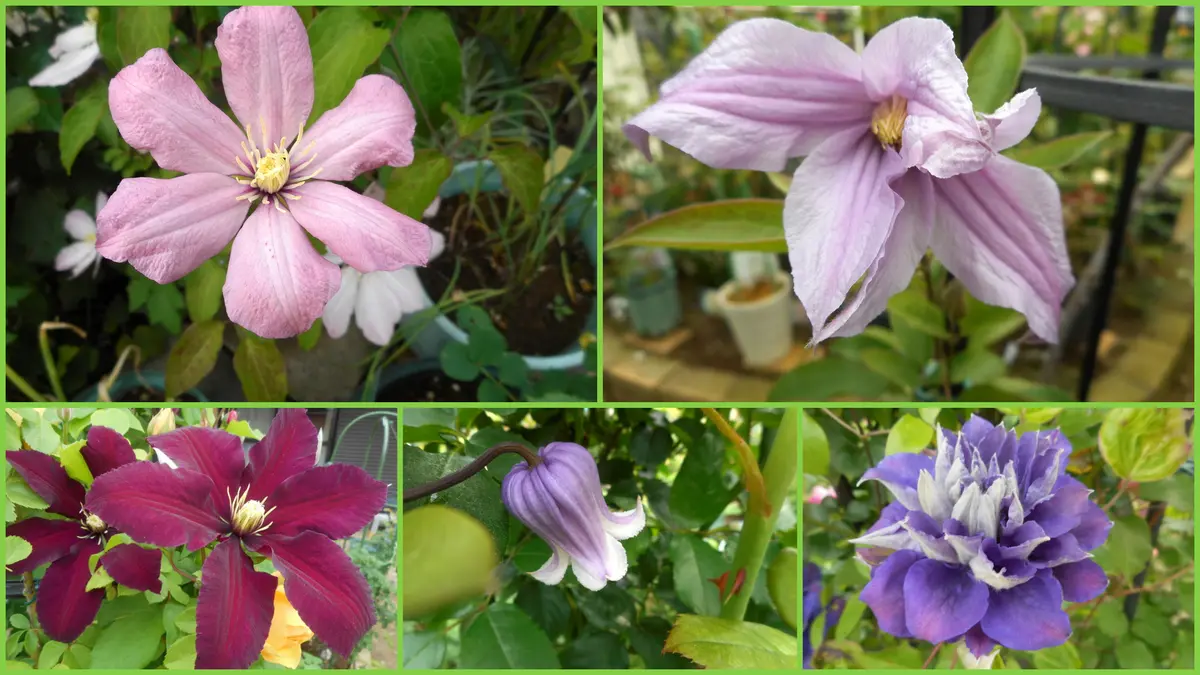 恋愛をサポート】ローズカルサイト⭐️薔薇の花びら⭐️N54 台座付き