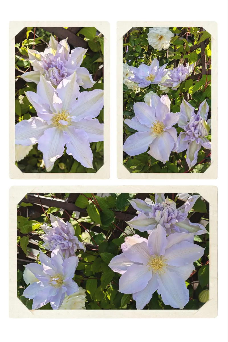 初夏に向けて｜園芸日記byひろガーデン｜みんなの趣味の園芸｜1330854