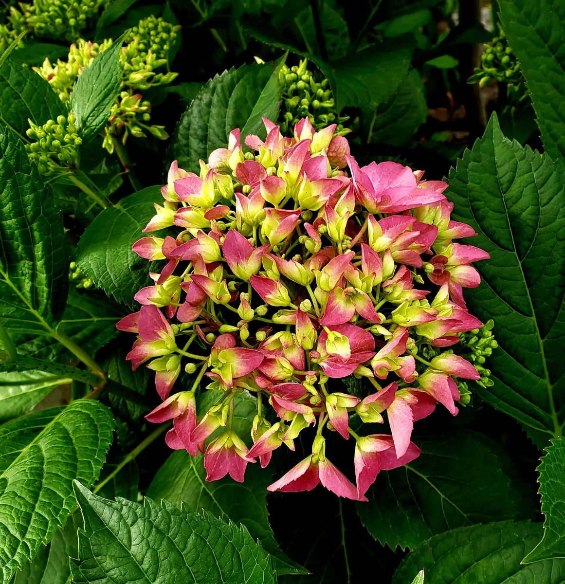 美空 限定MD 紫陽花の咲く道 邦楽 - 邦楽