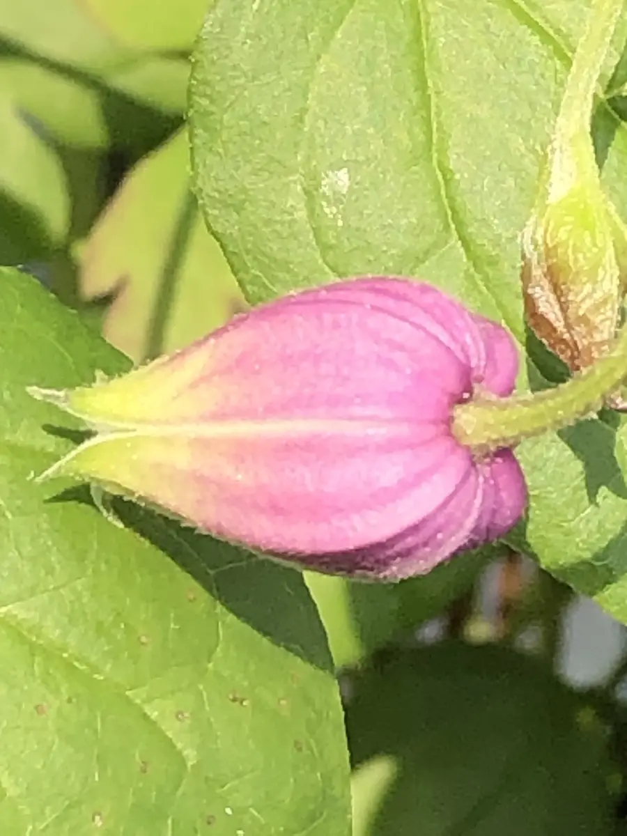 希少 クレマチス モアフィード 正規品ラベル付き 商品一覧ページ 希少 クレマチス モアフィード 正規品ラベル付き