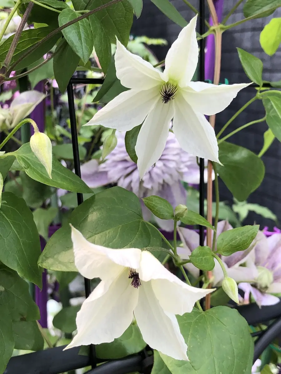 クレマチス モアフィールド？｜園芸日記byおりゅう｜みんなの趣味の