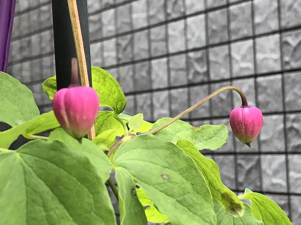 クレマチス モアフィールド？｜園芸日記byおりゅう｜みんなの趣味の