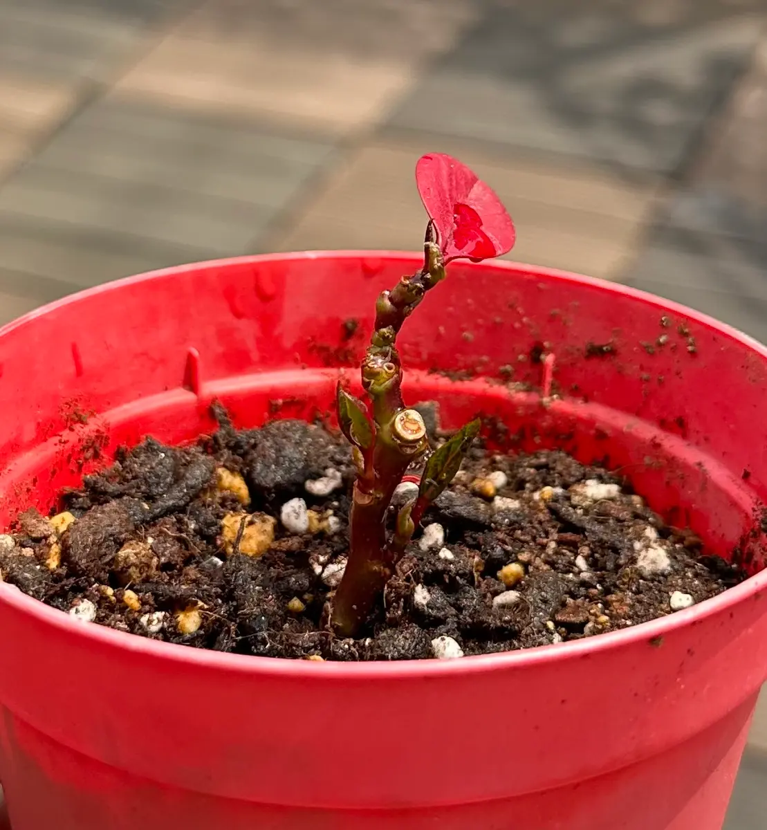 No505）ミニチュアフラワー鉢植えポインセチアサーモンピンク  