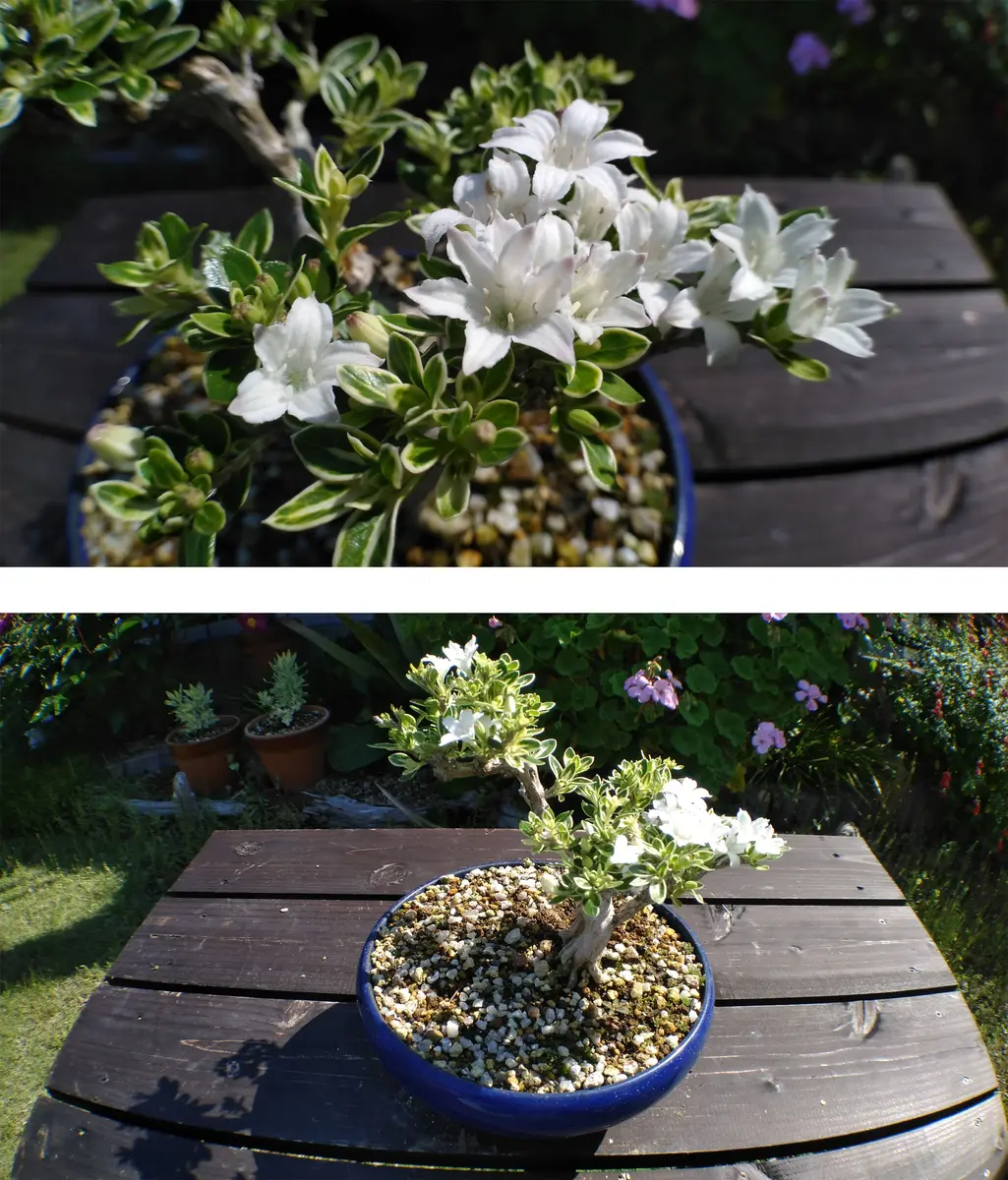 白花馬酔木、白花アセビ『樹高約98㌢』綺麗な樹形。No.2 【公式通販】