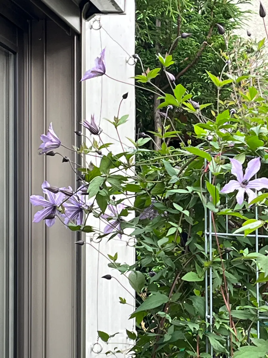 クレマチス流星開花😊 朝撮り｜園芸日記byやまがら｜みんなの