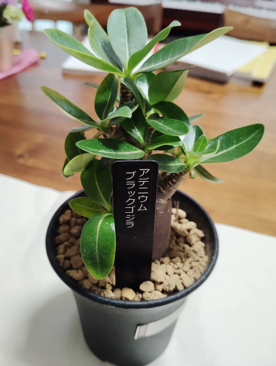 レア株‼︎アデニウム　ブラックゴジラ（希少・美株） レア株‼︎アデニウム ブラックゴジラ（希少・美株） - メルカリ