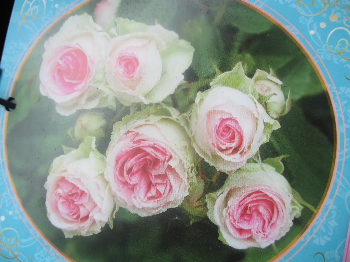 ミミエデンが咲きました?｜園芸日記byピロちゃん｜みんなの趣味の園芸 