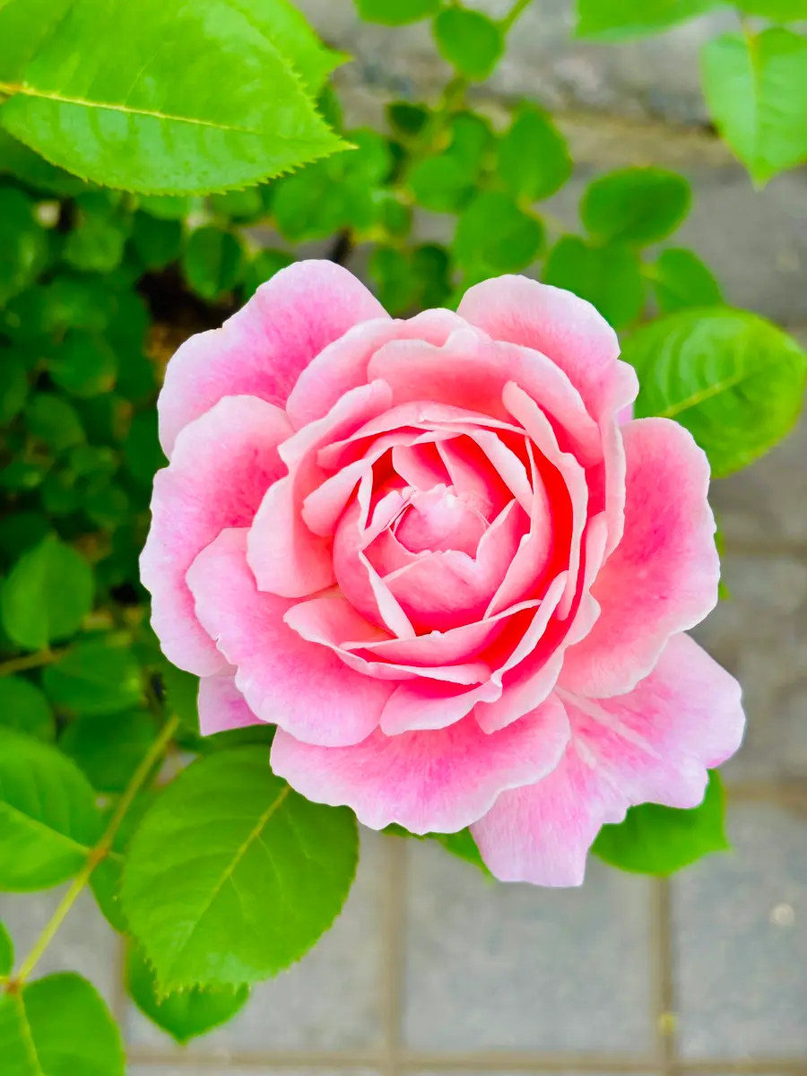 ストロベリースウィング・ダイアナ・ロクサーヌ開花｜園芸日記by春嵐