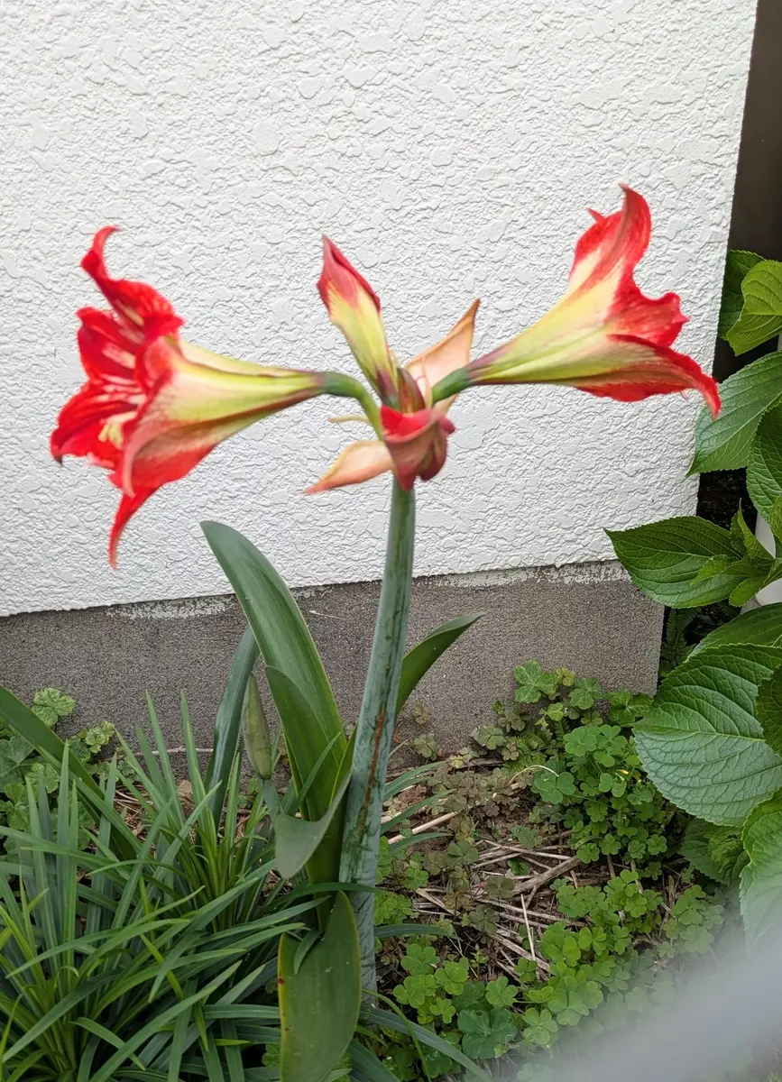 アマリリス💖｜園芸日記byジャコウアゲハ｜みんなの趣味の園芸