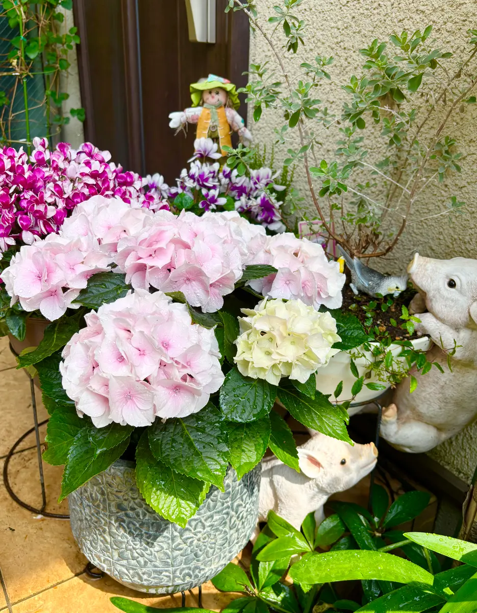 紫陽花🐌｜園芸日記byぴょこぴょこ｜みんなの趣味の園芸｜1332189