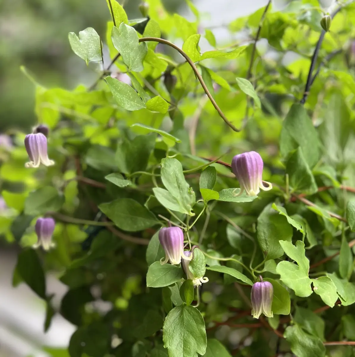 Jardin de Violettes | 竹間さんの壺型クレマチス 大苗 残り