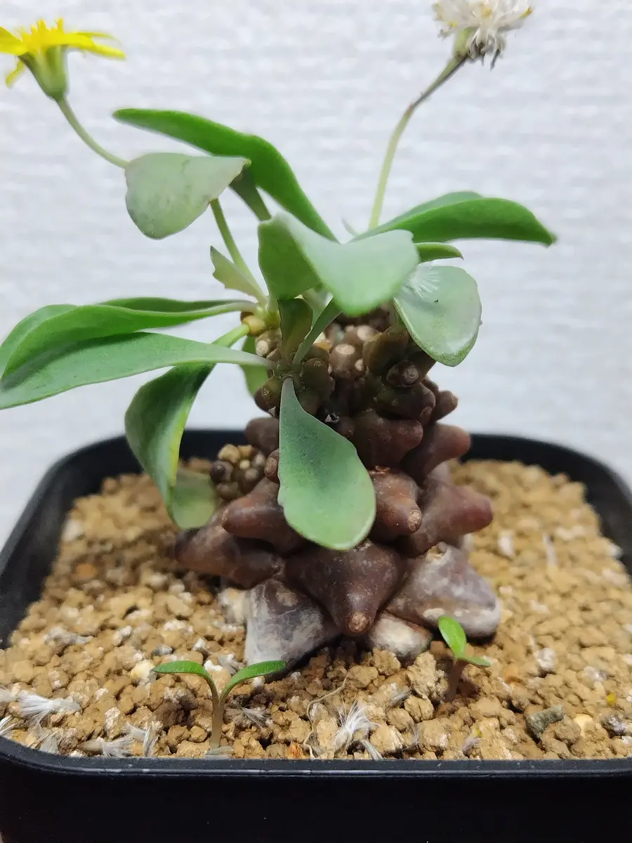 大株 特選 現地株 オトンナ ヘレー オトンナ・ヘレー | trigger