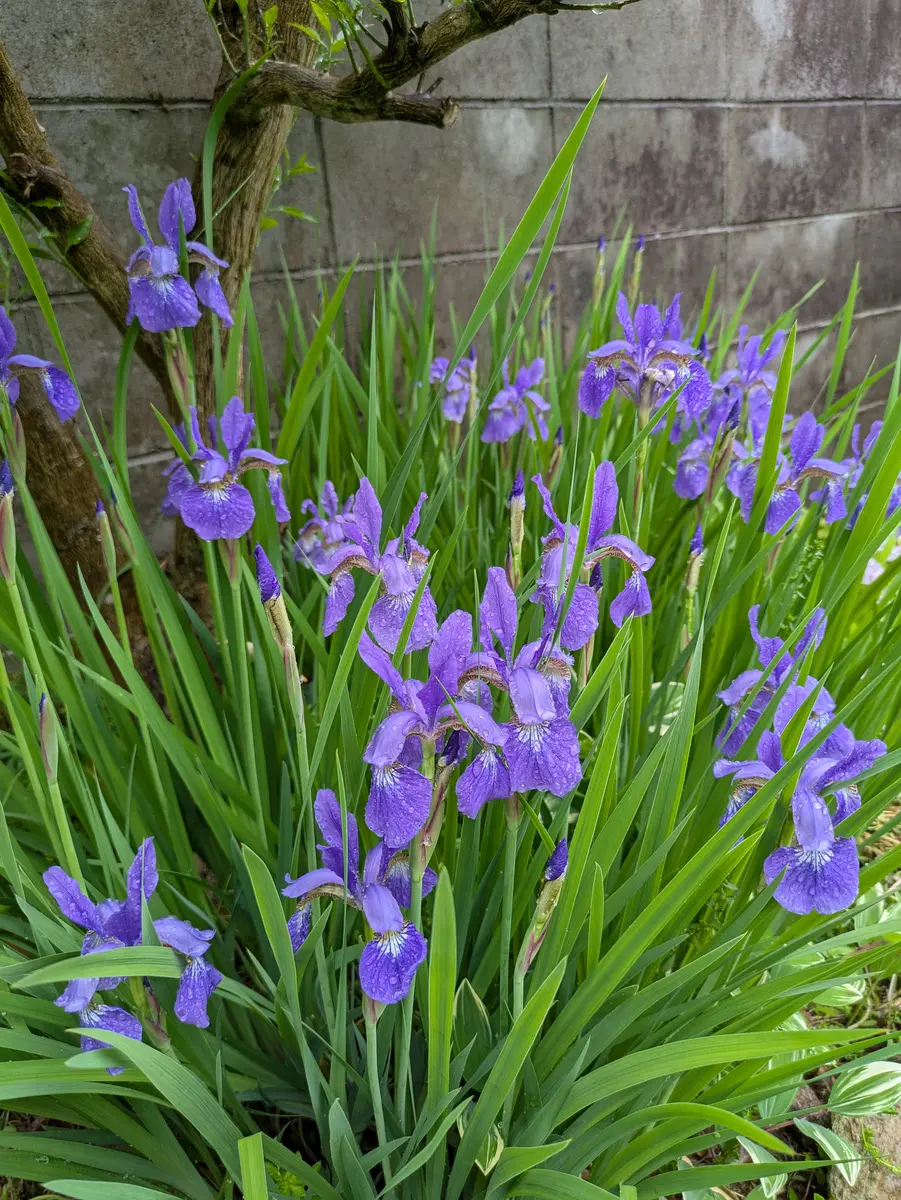 花咲く乳白青被せ花縁中鉢