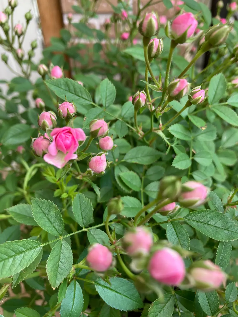 ミニバラも咲いてきました💕｜園芸日記byリンチャムジェイ