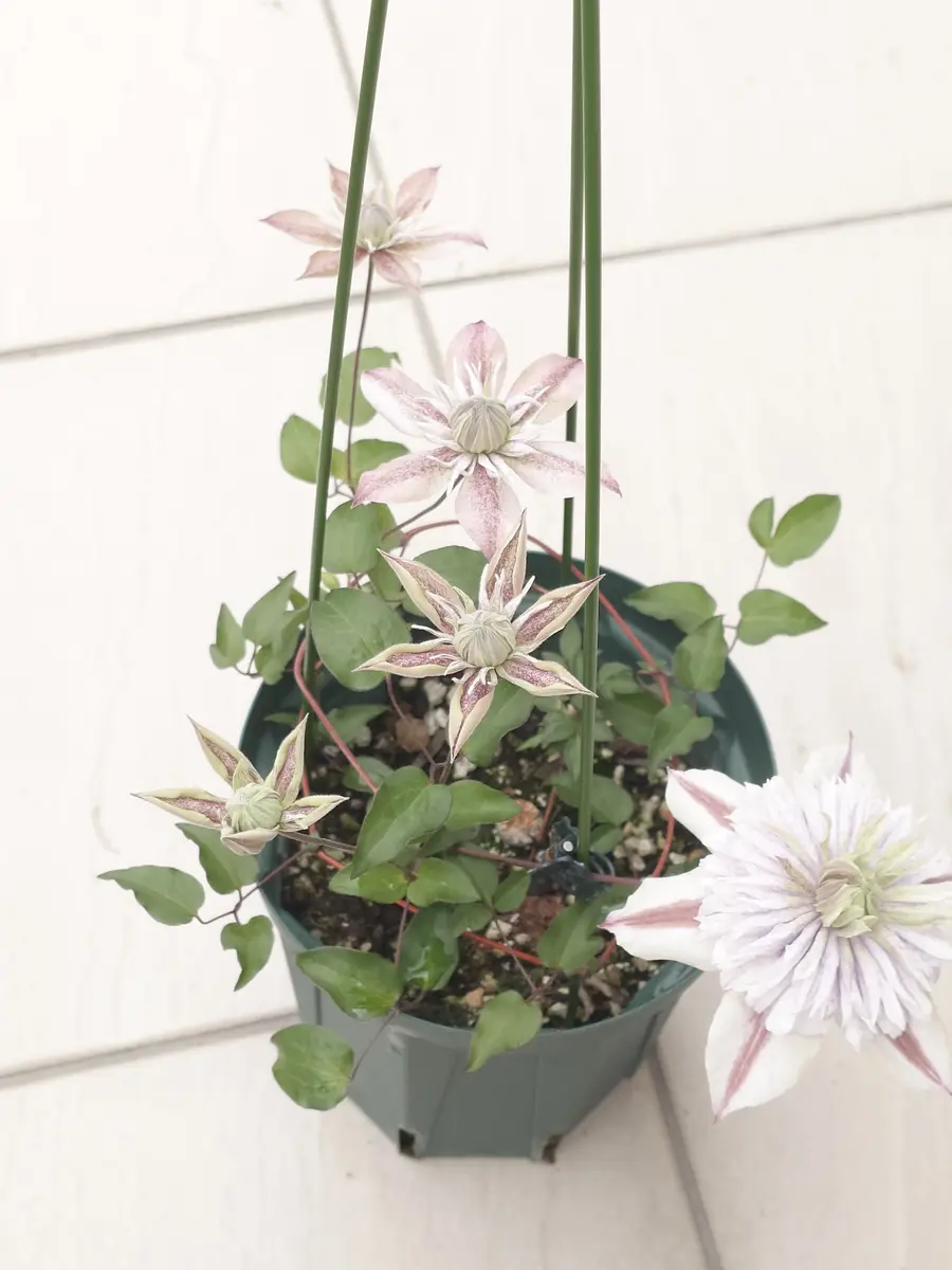 挿し芽の水面の妖精って···🤔｜園芸日記byNash｜みんなの趣味の園芸