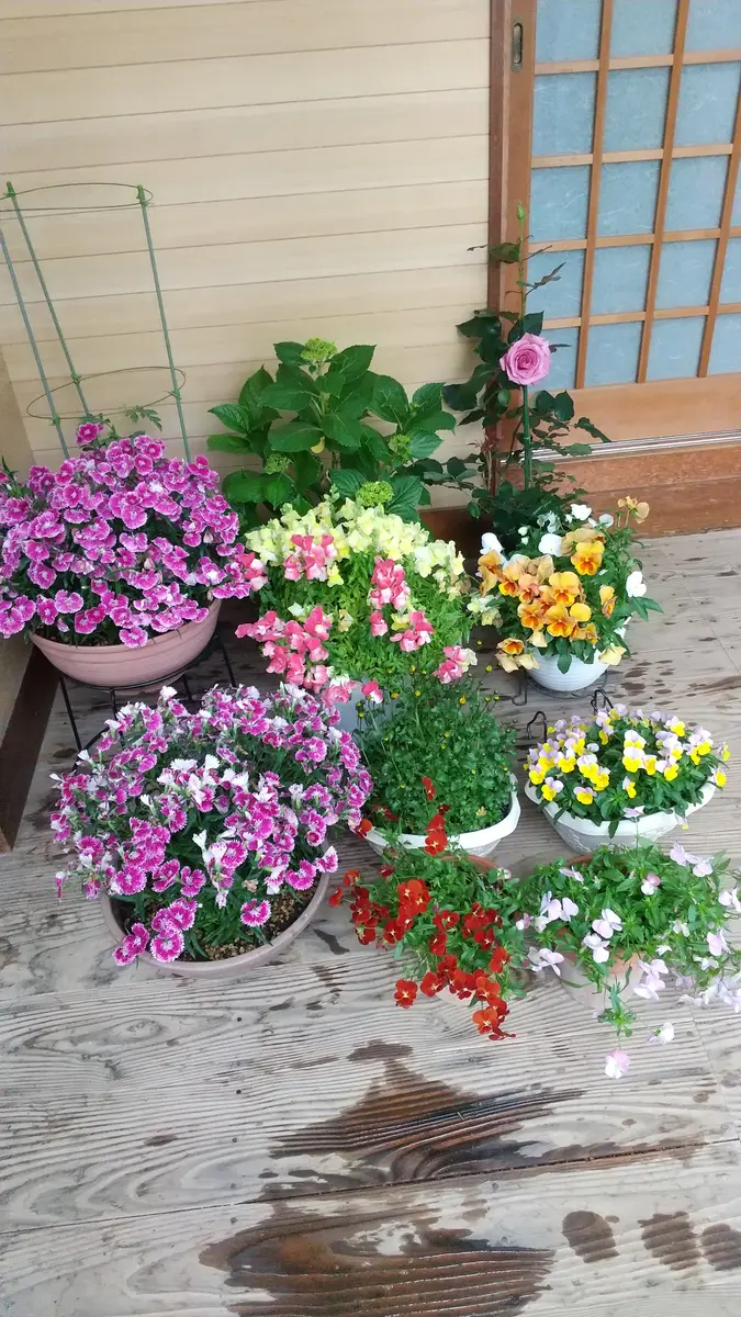 薔薇とお髭草 🌧️🌪️🌡️26/18℃｜園芸日記by美乃｜みんなの趣味の園芸｜1332462