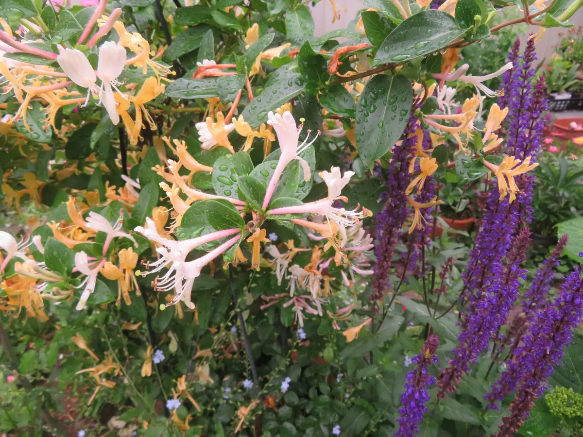 花の寺・円照寺】今日の花 ☆ 紫陽花（アジサイ） | ぶらり