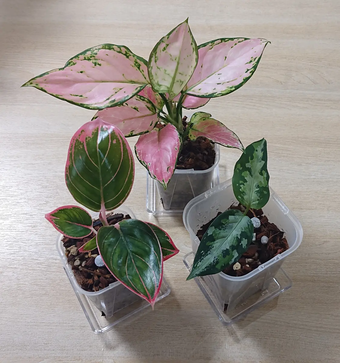 Yahoo!オークション - Aglaonema pictum A “白鯨” Aceh Sumatera