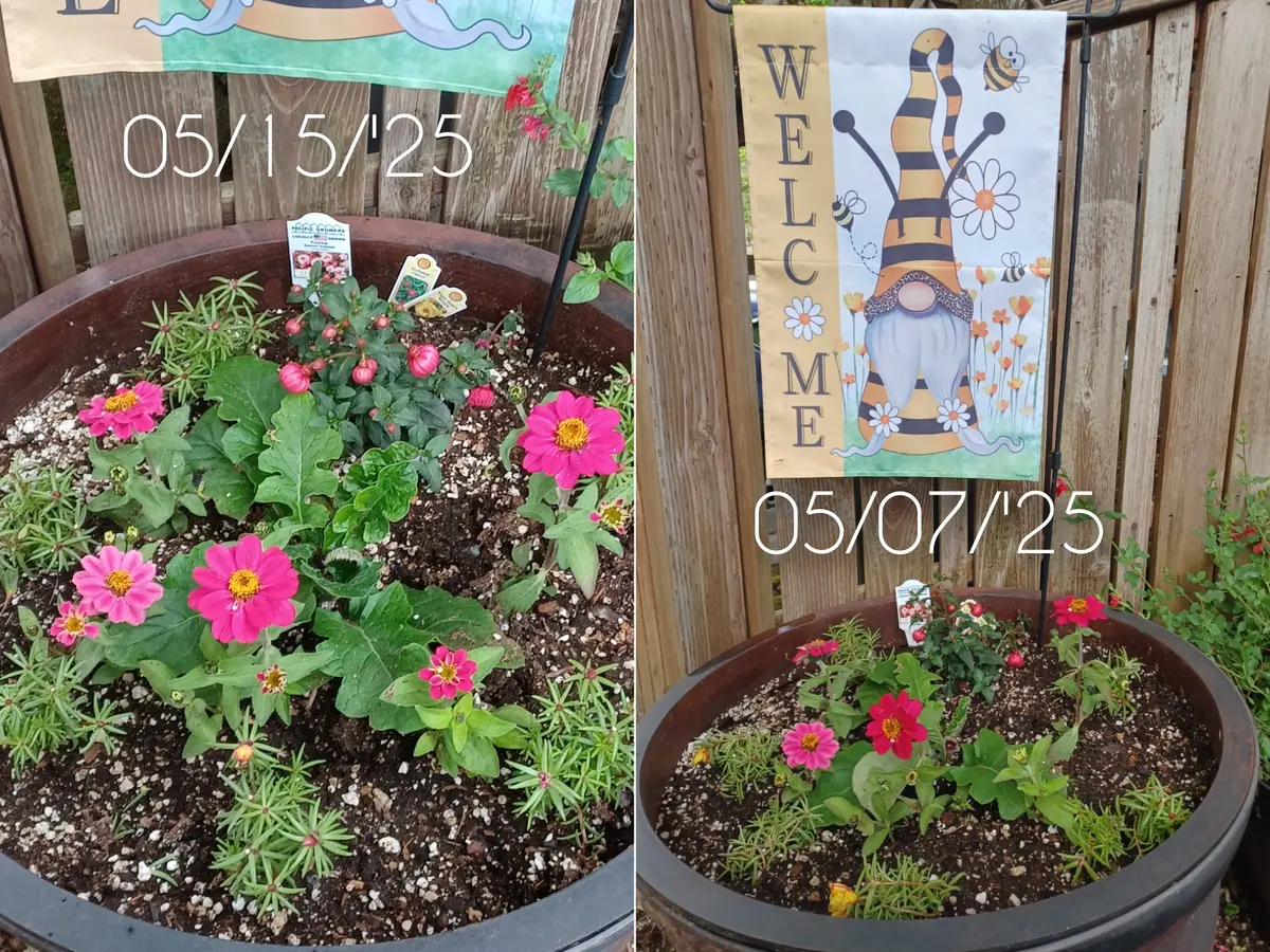 ストロベリーポットと寄せ植え鉢植え替え｜園芸日記byたこまふじ