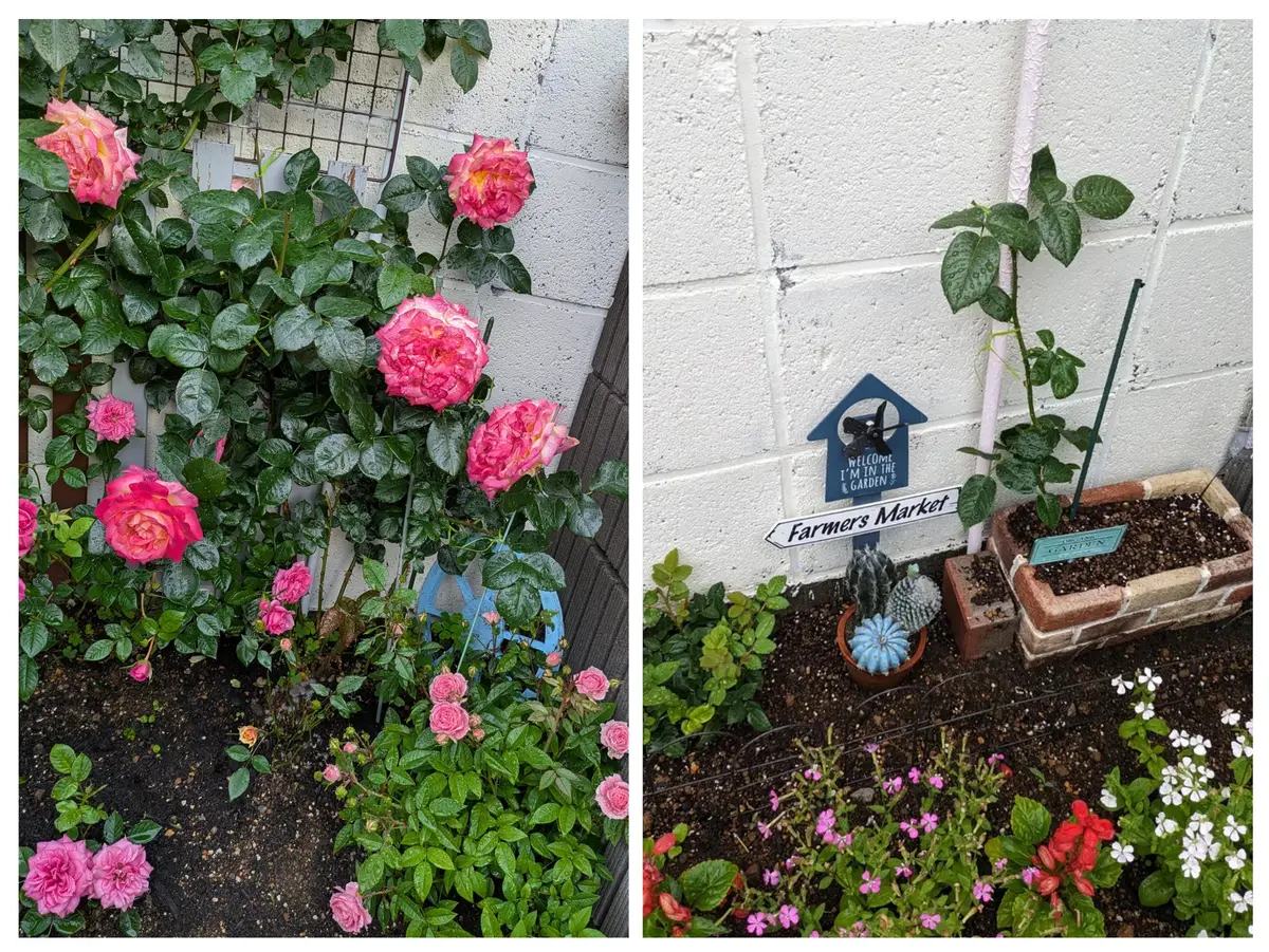【祝開店！大放出セール開催中】 育てた感がめちゃくちゃ強い薔薇の話し｜園芸日記byミサやん 置物