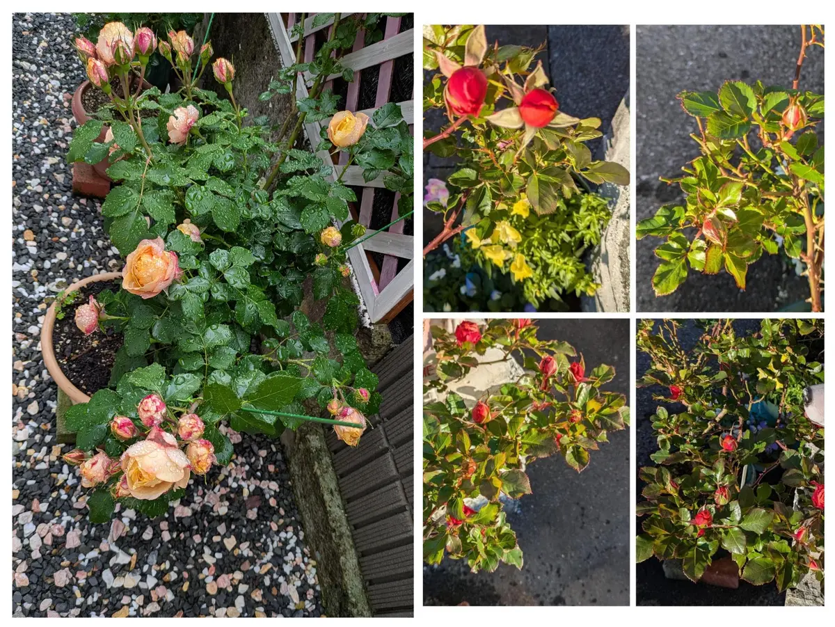 育てた感がめちゃくちゃ強い薔薇の話し｜園芸日記byミサやん