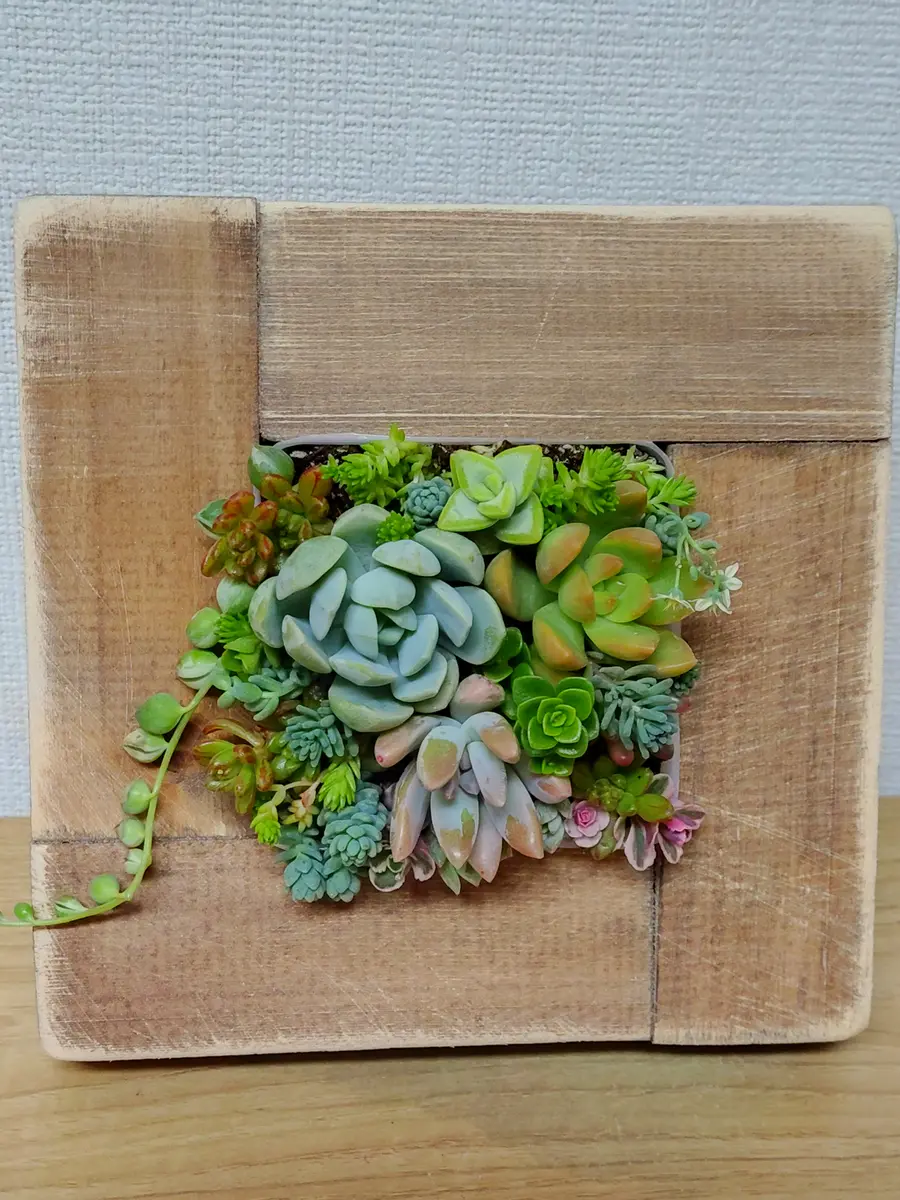 多肉植物寄せ植えそのまま飾れる 白ポット取って付き おしゃれ