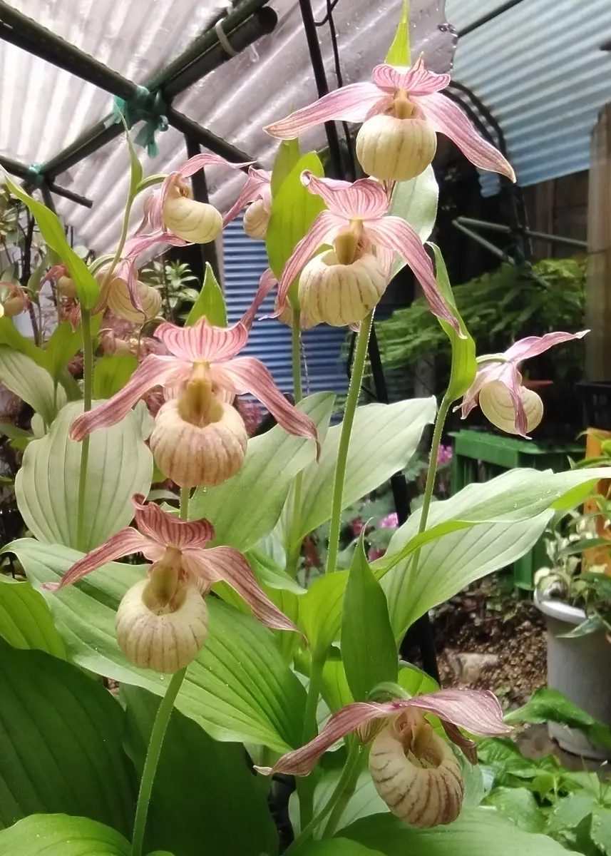 アツモリソウ×ヘンリー(雲南緑花アツモリソウ)｜園芸日記by地生