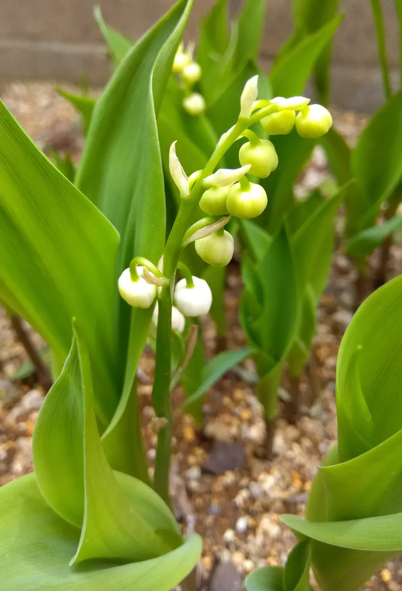 つぼみ モザイク破壊 今年のスズランと読書その２｜園芸日記by雪松｜みんなの趣味の園芸｜1332824