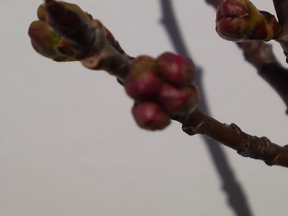 2月の暖地桜桃[i:231]｜園芸日記byぶらっくべりい｜みんなの趣味の