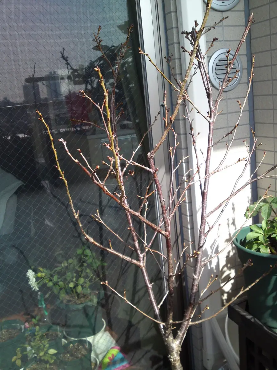 2月の暖地桜桃[i:231]｜園芸日記byぶらっくべりい｜みんなの趣味の
