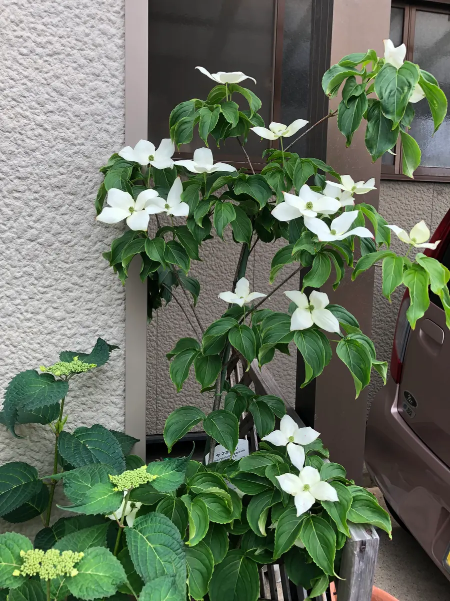 ヤマボウシ源平｜園芸日記byつゆ草｜みんなの趣味の園芸｜1332992