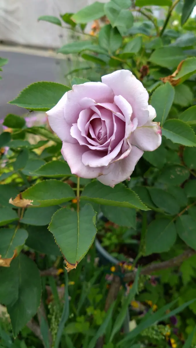 6番目に咲いたバラは、爽（三上真史さん）｜園芸日記by松菊紅花