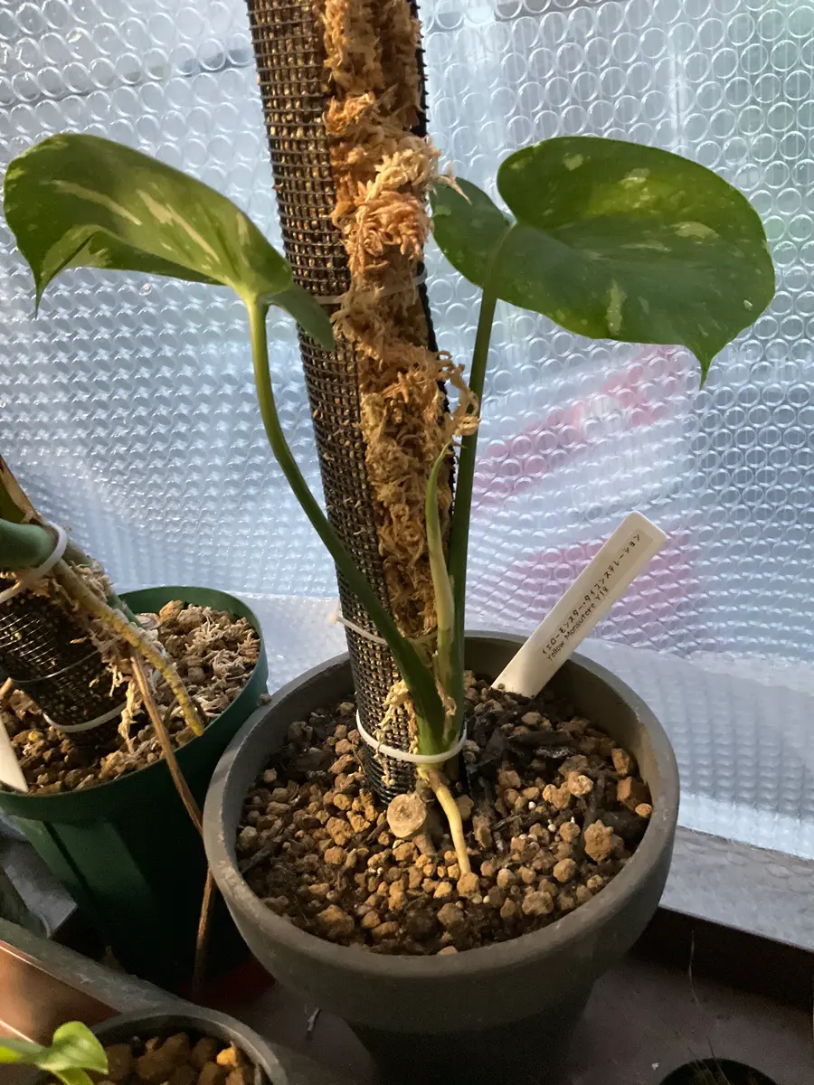 モンステラ♪イエローモンスター 植物販売】兵庫県宝塚市㈱陽春園植物場 【モンステラ