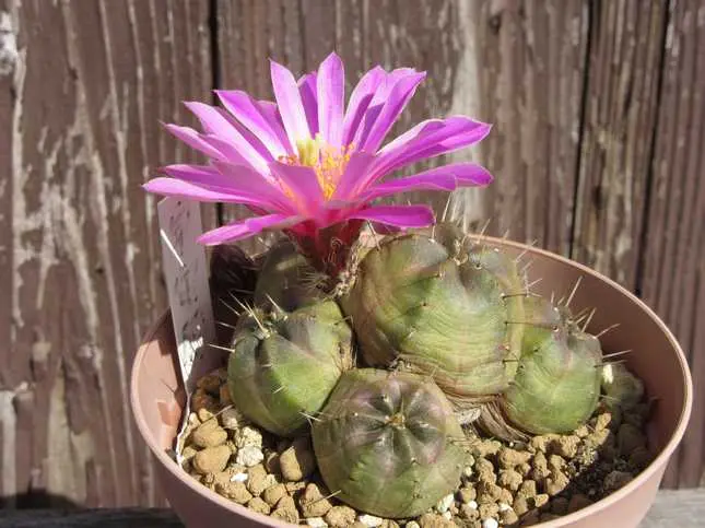 エキノケレウス属の日記一覧|ジェナスさんの園芸日記-みんなの趣味の園芸