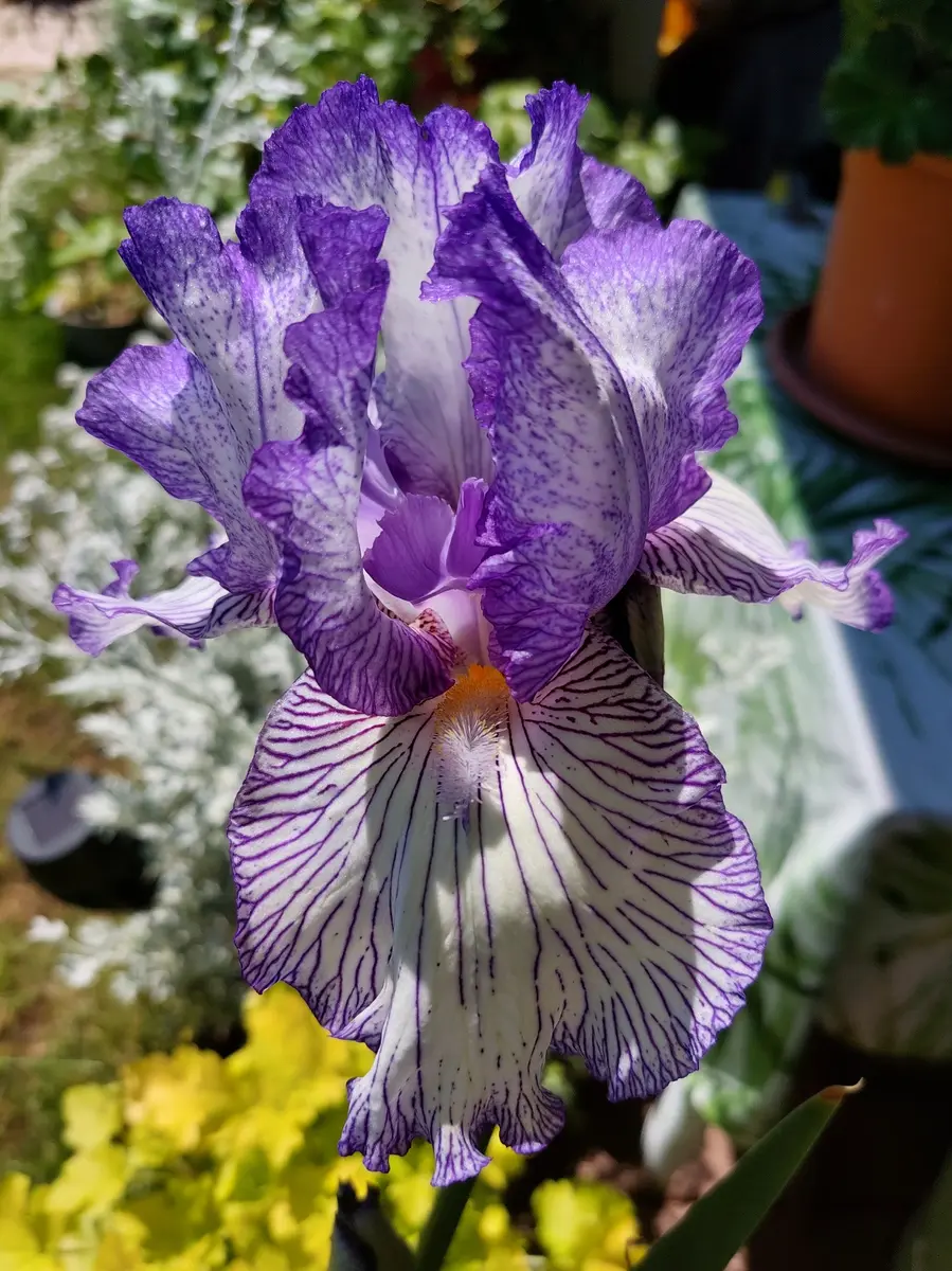 ジャーマンアイリス全盛期を過ぎて…｜園芸日記byIrisGarden｜みんなの