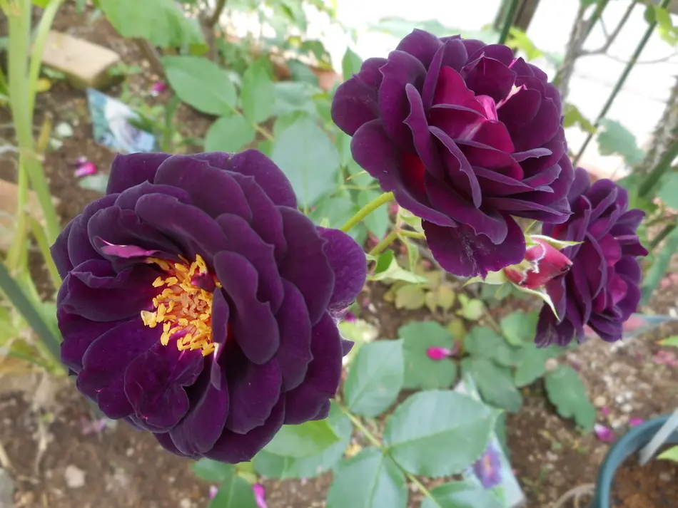今日のバラ(^^♪｜園芸日記by愛は花。｜みんなの趣味の園芸｜1333364