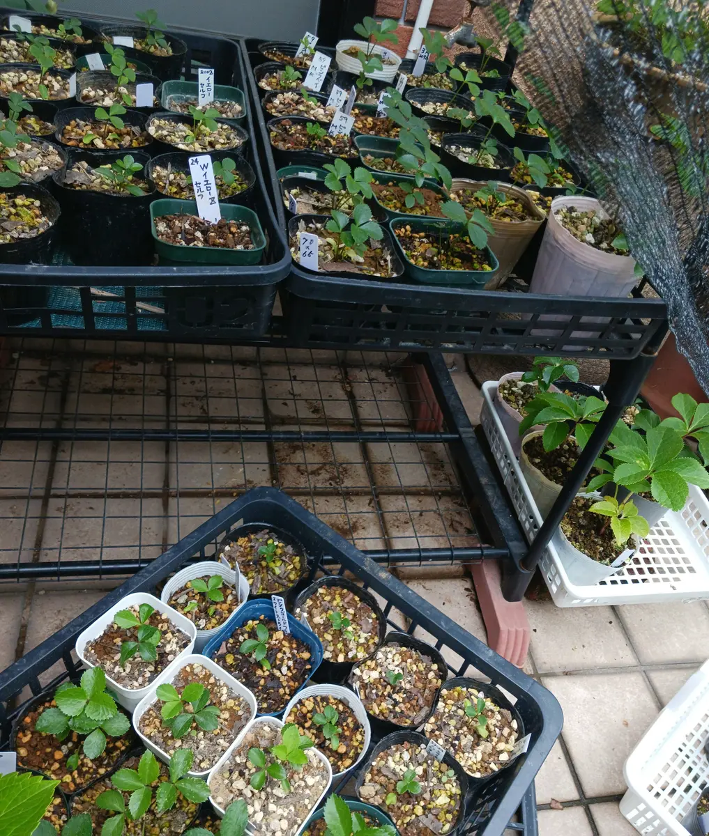 P*a様 【極太】　双子2本立葉先160cm 幹回り60cm 幹高20cm RZS-15a 脚立 伸縮式脚軽 長谷川工業 踏ざん踏面幅55mm RZS-15a