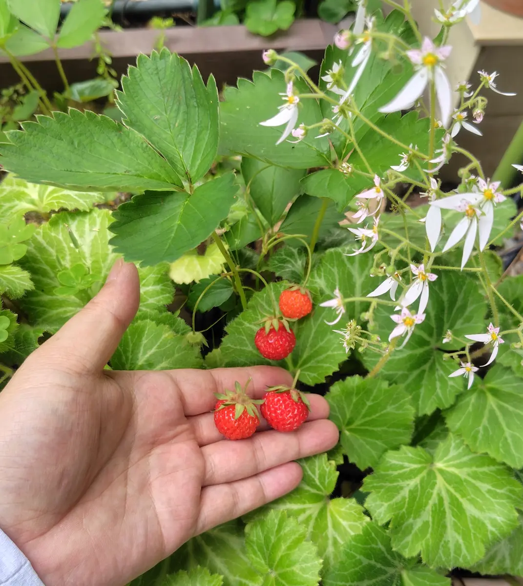 片山園芸 M 25キロ　5月5日 武者小路千家御好 翆松の昔 | 抹茶 | 宇治 丸久小山園
