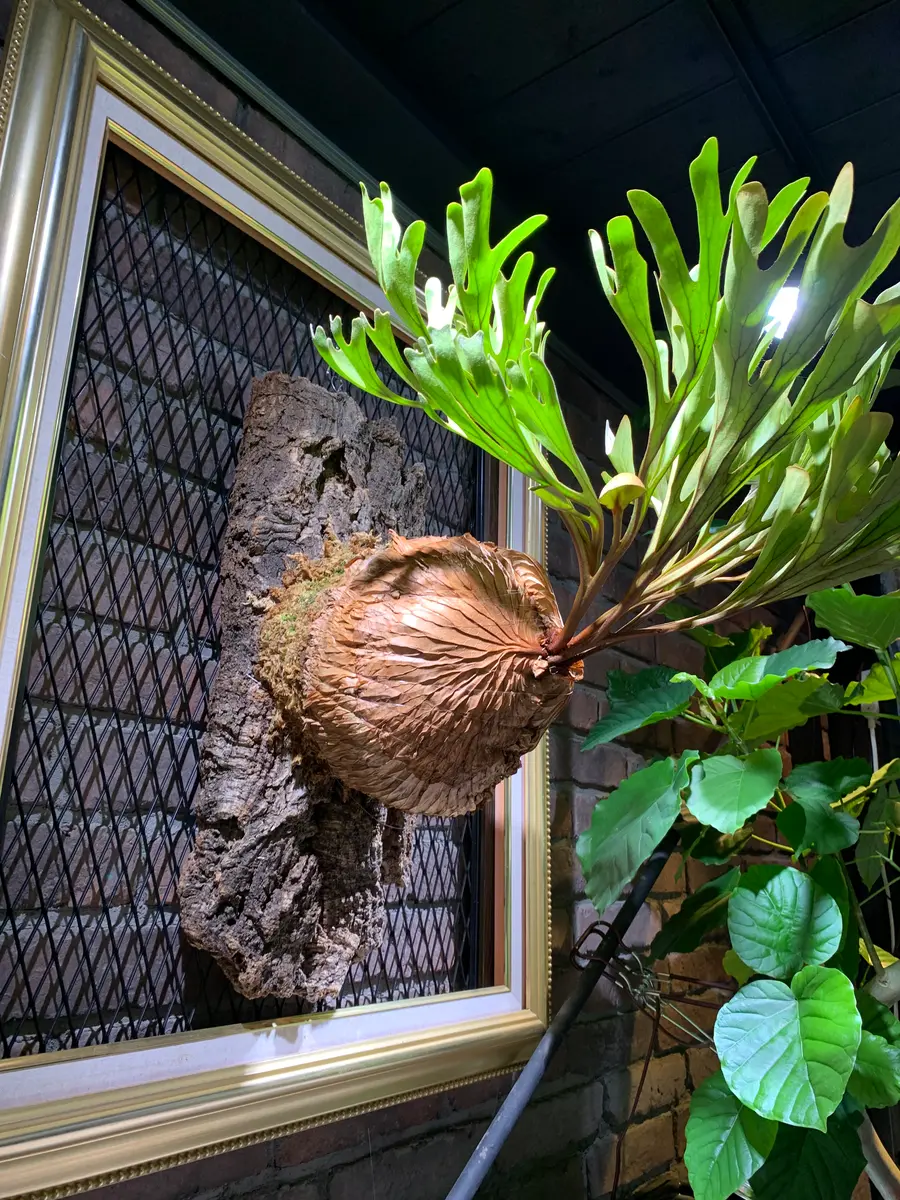 ビカクシダ｜園芸日記byちはこ｜みんなの趣味の園芸｜1333692