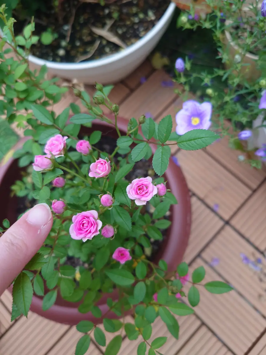 マイクロミニバラ｜園芸日記byChihiro.r｜みんなの趣味の園芸｜1333720