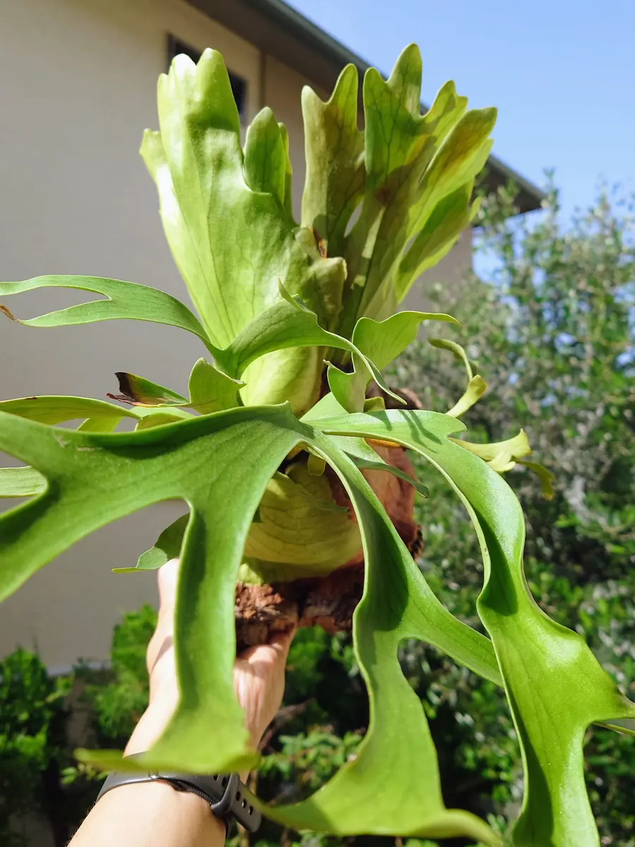 そろそろ胞子葉が見たいな、ビカクシダ・コロナリウム・ドワーフ