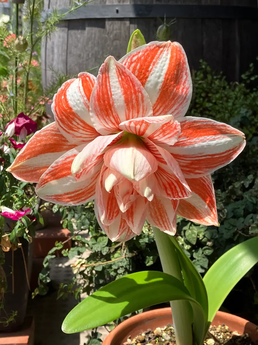 アマリリス｜園芸日記bymilmil｜みんなの趣味の園芸｜1333877