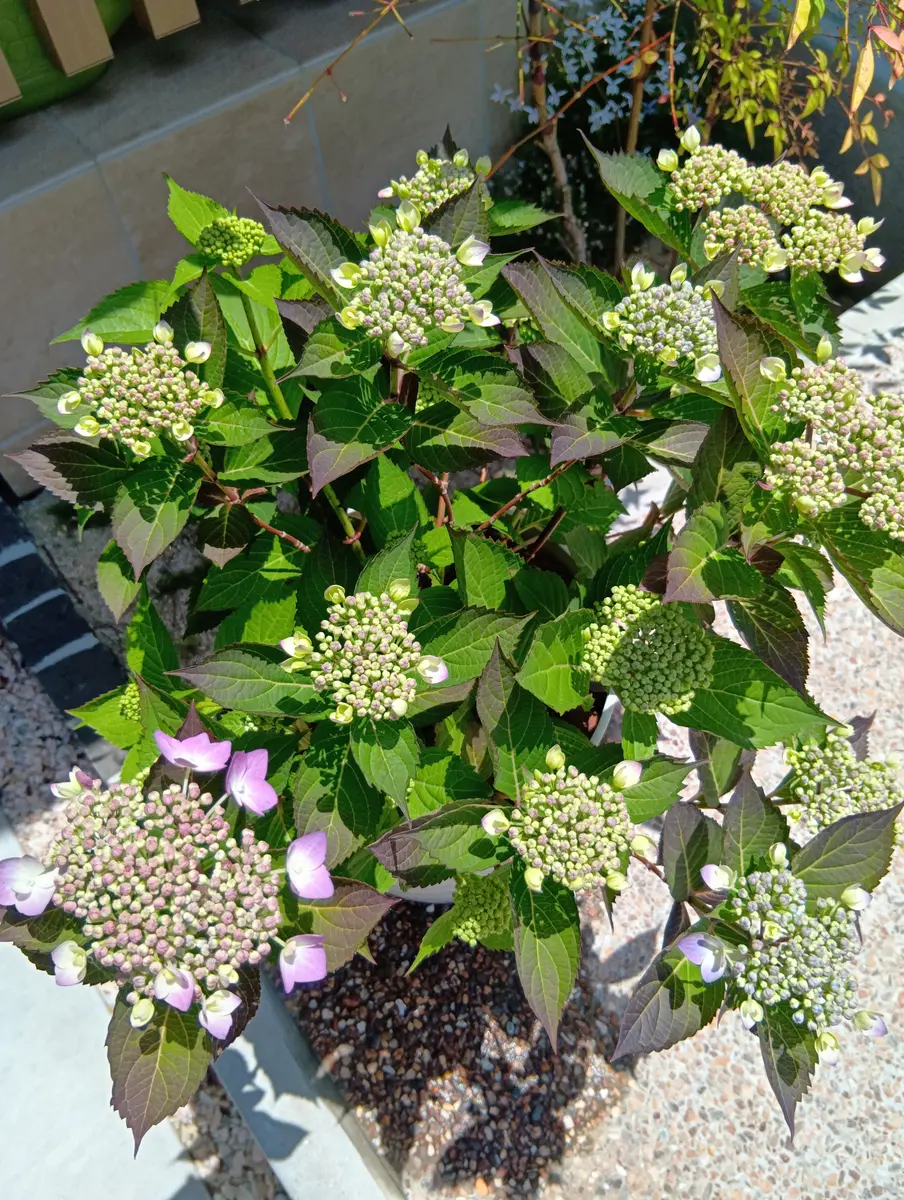 マリーゴールドを植え付けました🌸｜園芸日記byまり金｜みんなの