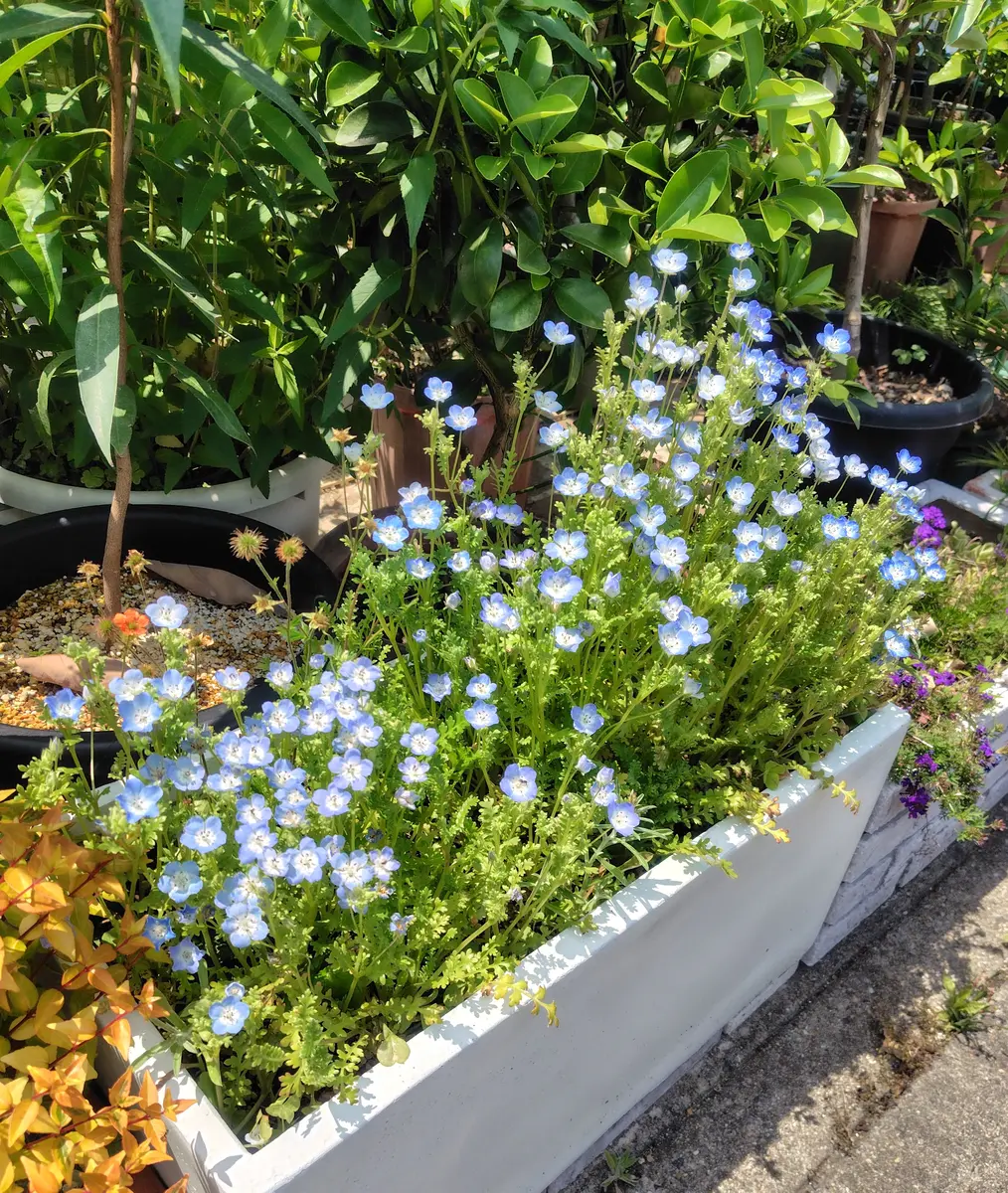 今日の花｜園芸日記byおじさんの家庭果樹園｜みんなの趣味の園芸