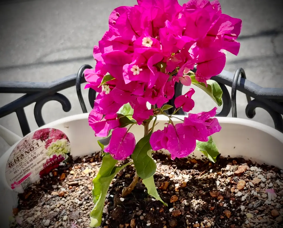 初夏に向けブーゲンビリアの苗、植え込みました🌺｜園芸日記byMひろみ
